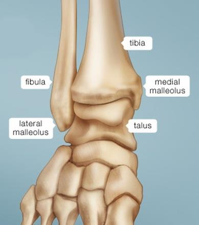 ankle anatomy