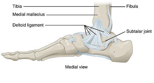 ankle structure