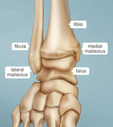 Labeled diagram of ankle anatomy