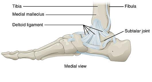 Diagram of the medial ankle ligaments